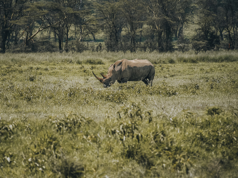 Lake Nakuru Africa