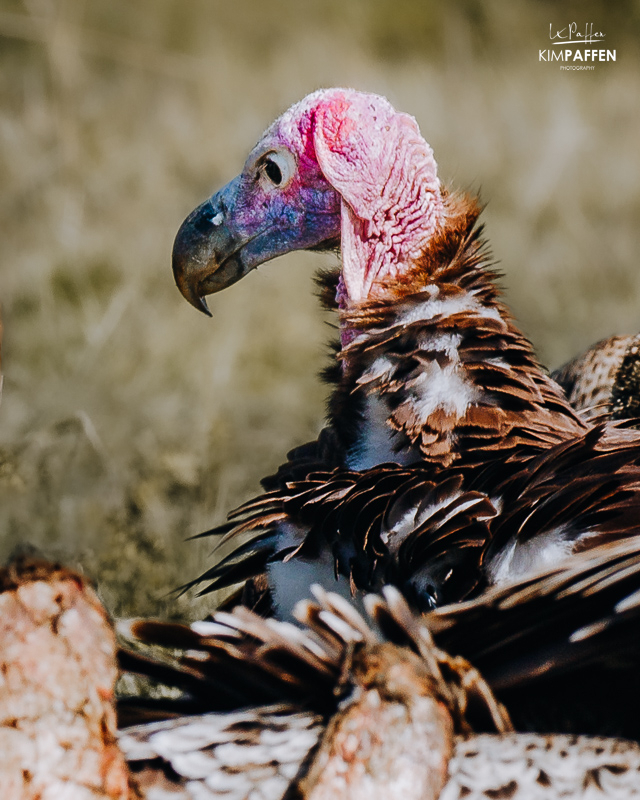 Vulture Ugly Five African Safari Animals