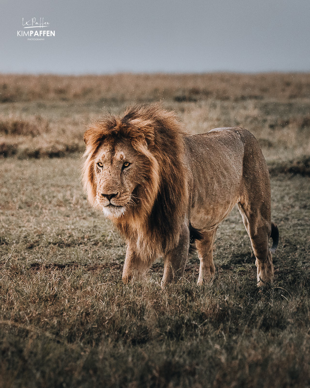 Male Lion of the Lemek Pride in Maasai Mara