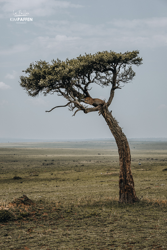 Leopard in a tree in Maasai Mara National Reserve