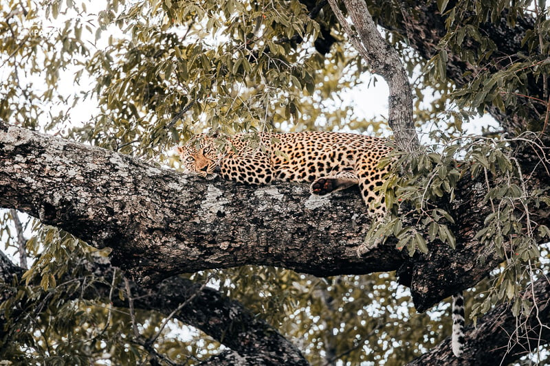 Lots of Leopard in Kruger Game Reserves and Concessions