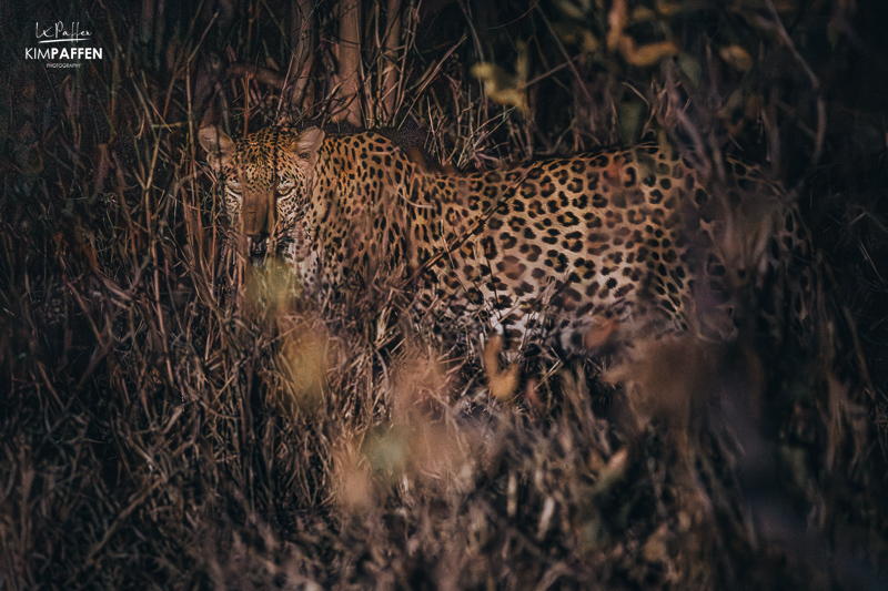 Leopard Majete Wildlife Reserve Malawi