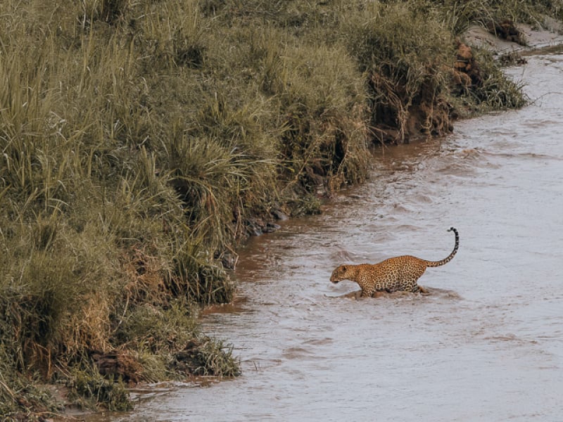 Leopard Walking Safari Murchison Falls Uganda