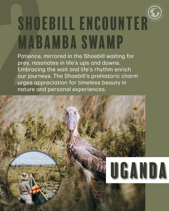 What can we learn from the Shoebill in Uganda