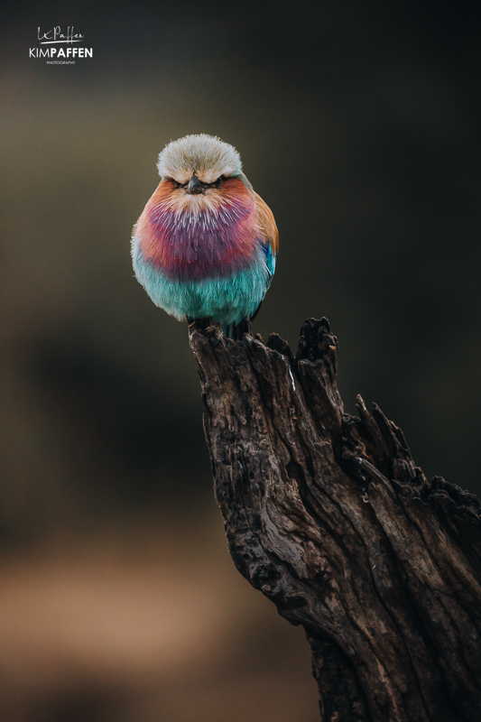 Birdlife of Limpopo captured in Pafuri, Kruger National Park