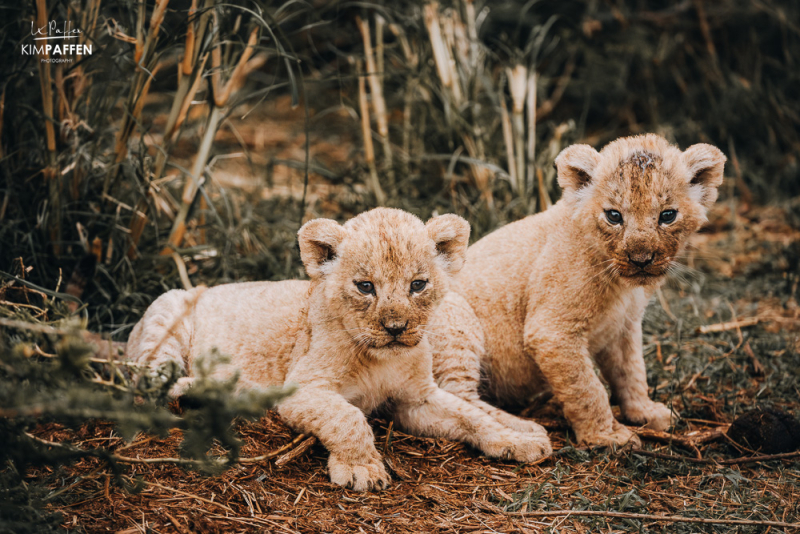 Lion cubs exposed to the public for the first time