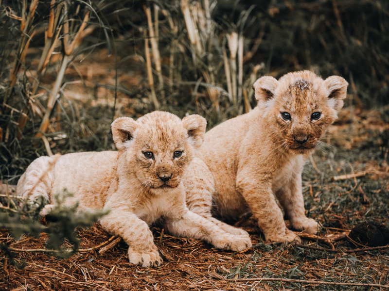 Lion cubs exposed to the public for the first time