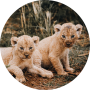 Lion cubs exposed to the public for the first time