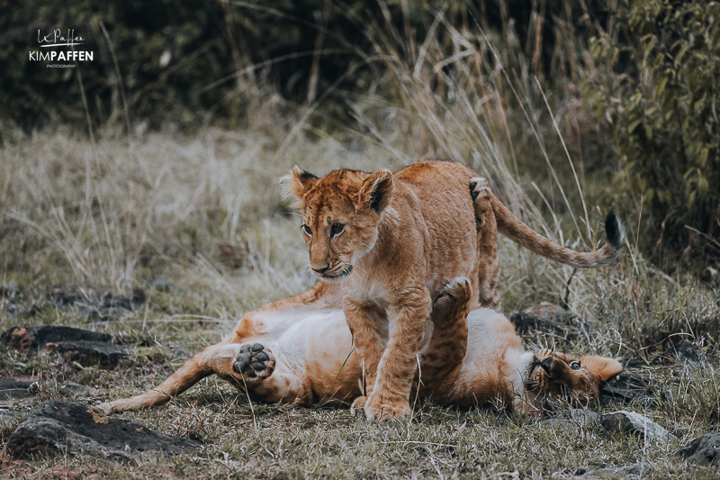 Lion Cubs in Lemek Conservancy