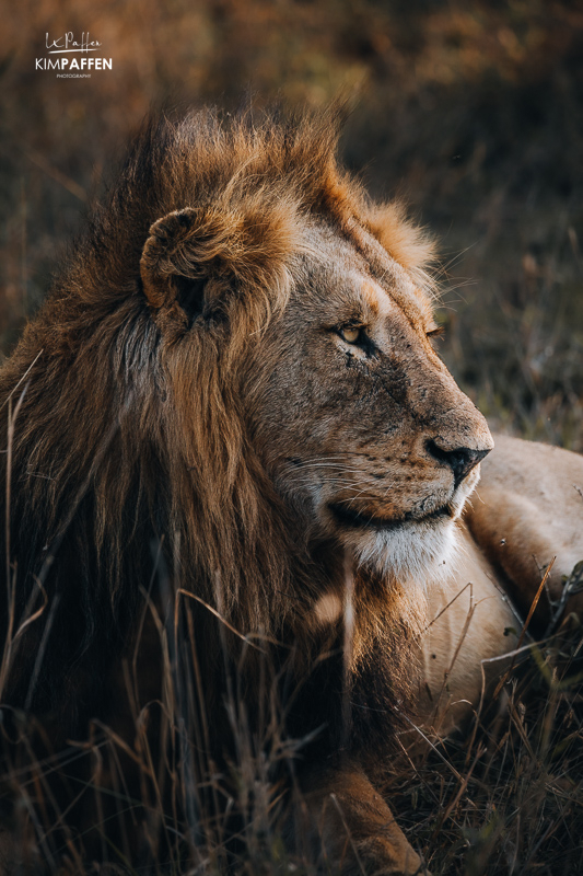 wildlife viewing in the Greater Kruger Area of Limpopo