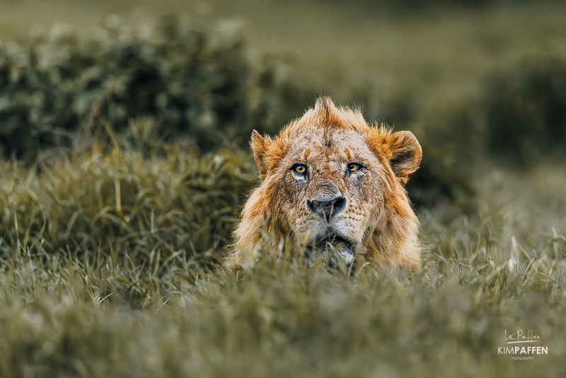 lion in the grass on safari in Lake Nakuru National Park Kenya