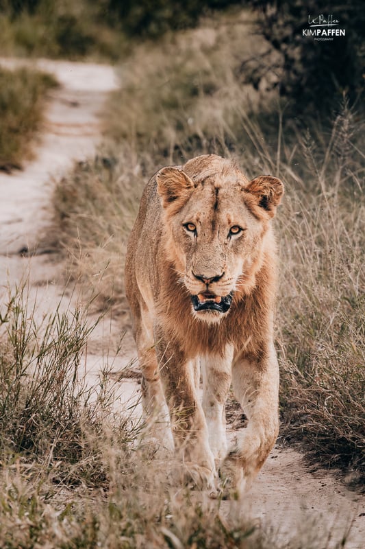 Lion in Thornybush Game Reserve Kruger