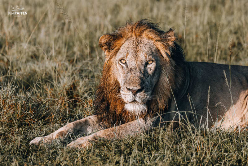 lion tracking permit in Queen Elizabeth National Park Uganda