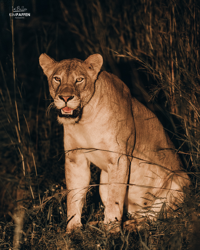 Lion Murchison Falls Uganda