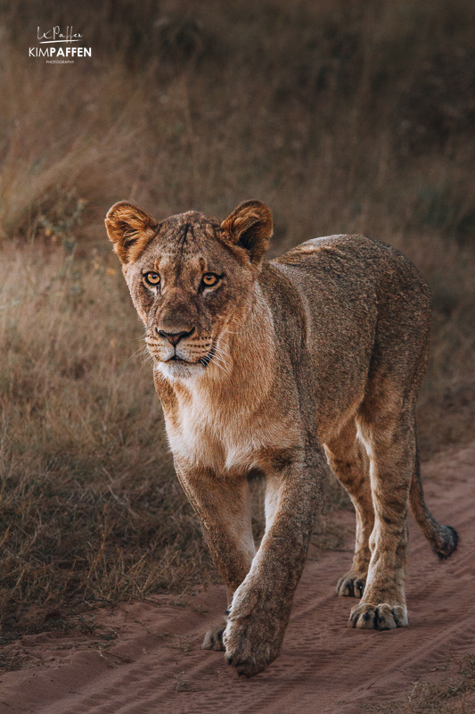 wildlife viewing in Welgevonden Reserve in Limpopo Province