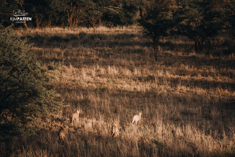 Lions on Serengeti Balloon Flight