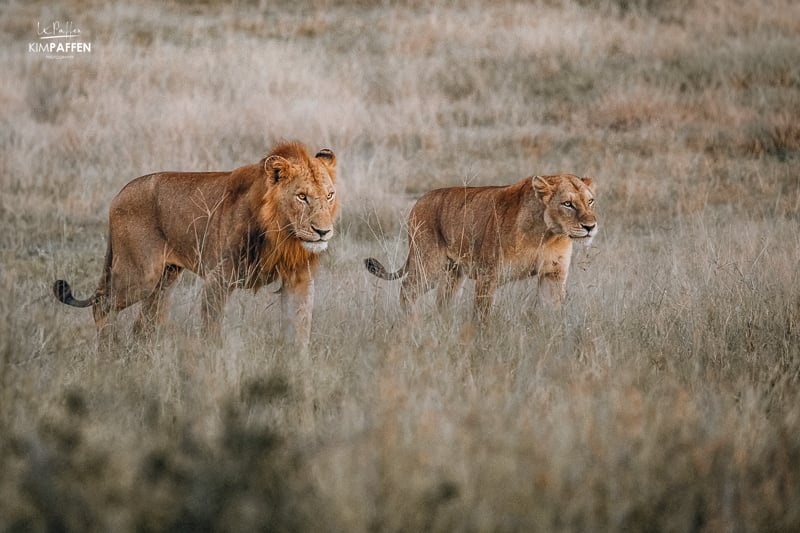 Lions in Kruger Park Jock Safari Lodge