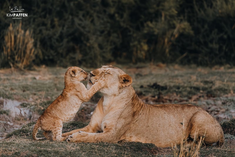 lions of Kitirua Conservancy in Amboseli Kenya