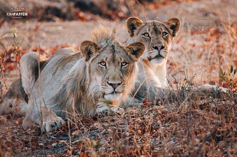 Lions Liwonde NP Malawi
