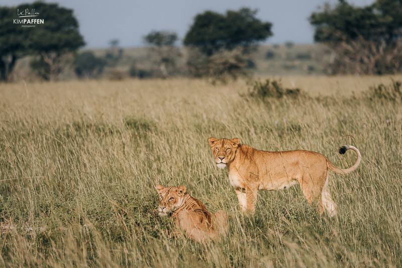 lion sighting murchison falls national park uganda