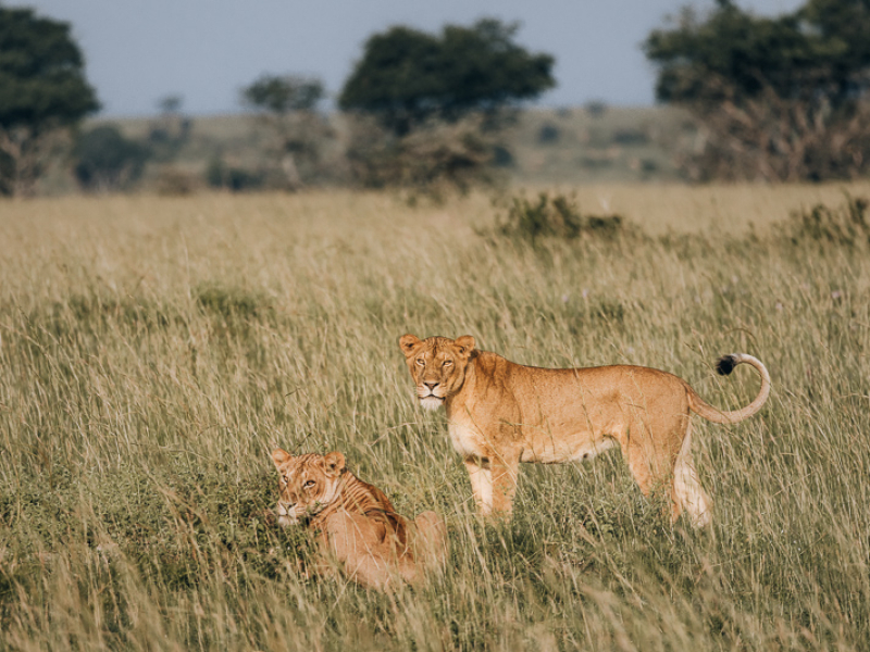 lion sighting murchison falls national park uganda