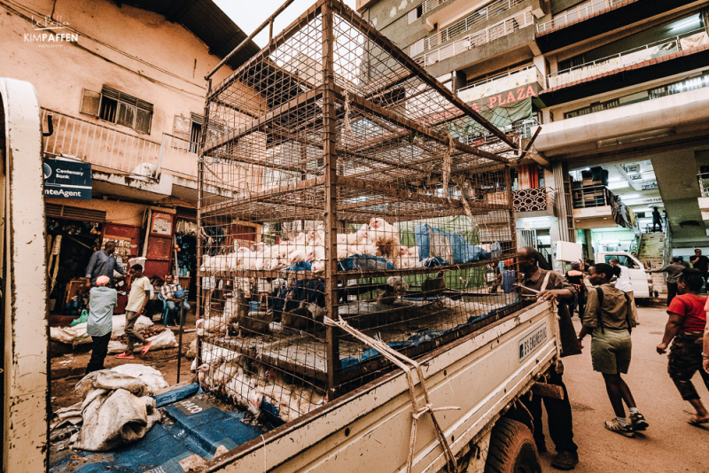 livestock like chickens at nakasero market