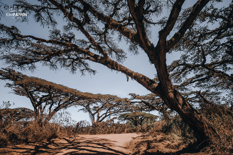 Loduare Gate Ngorongoro Tanzania