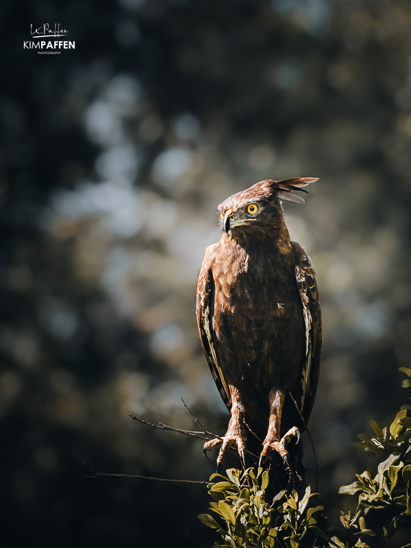 Long Crested Eagle Bird ID on safari guide course in Kenya