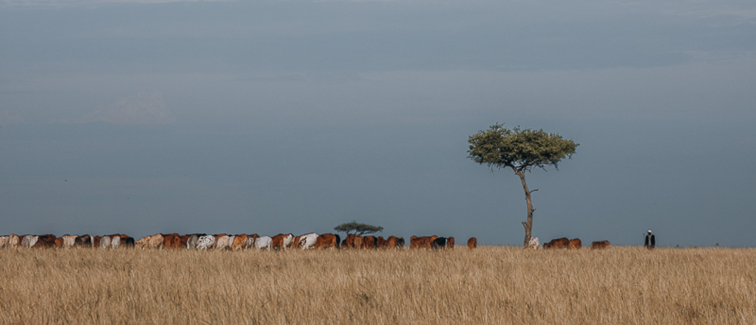 Maasai Cattle Enonkishu Conservancy