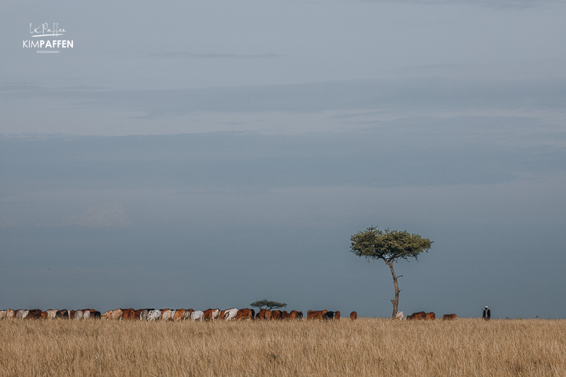 Maasai Cattle Enonkishu Conservancy