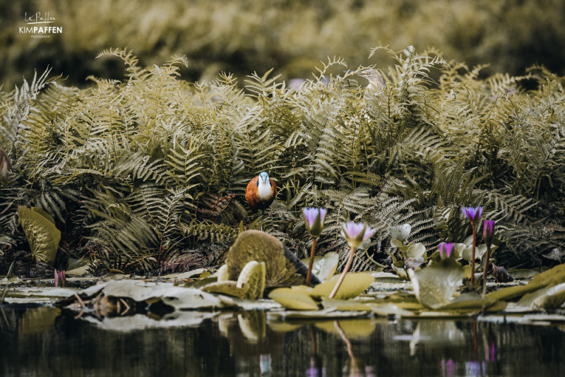 African Jacana on Mabamba Swamp birdwatching tour