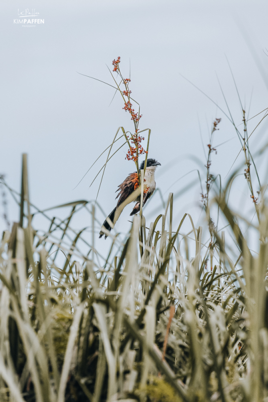 Mabamba Swamp is a birdwatchers paradise