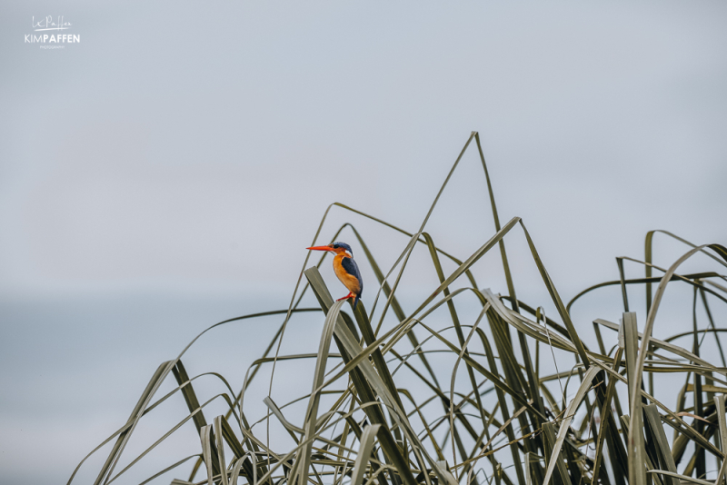 Malachite Kingfisher Mabamba Swamp