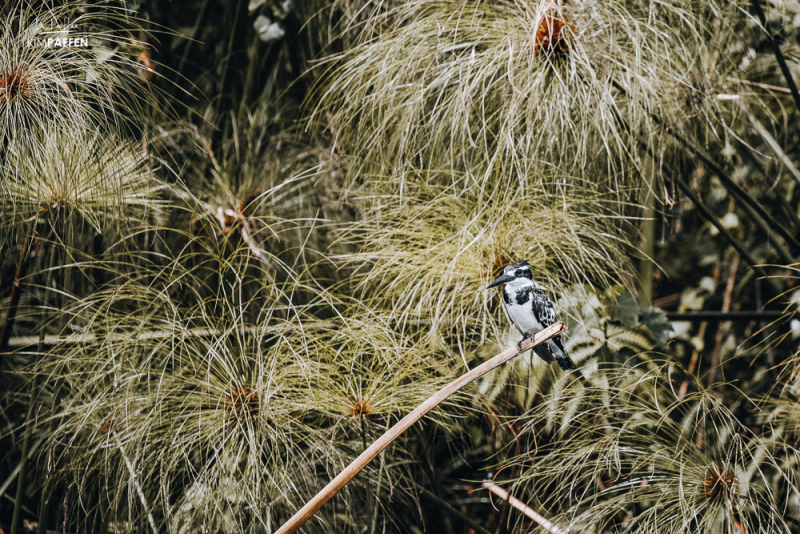 Birdwatching in Mabamba Swamp Uganda