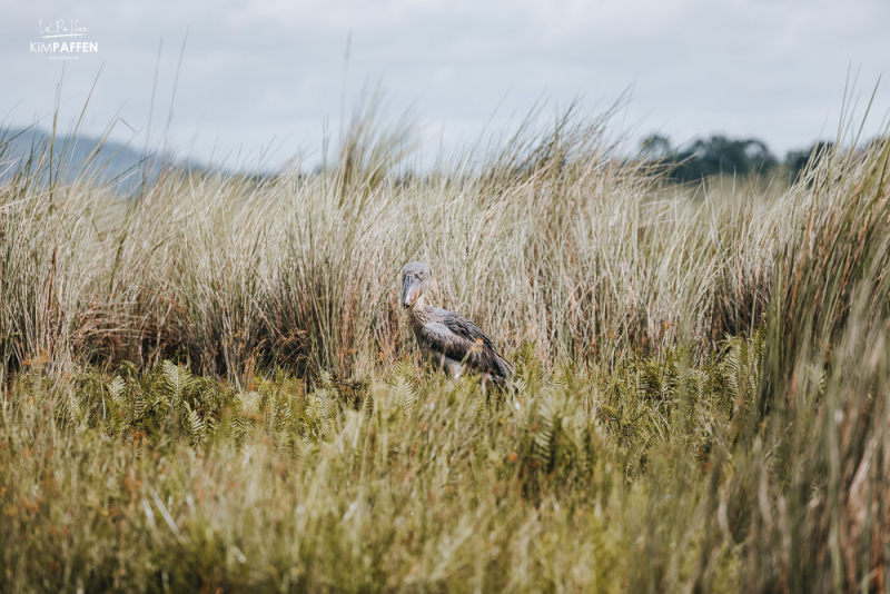 Mabamba Swamp Shoebill Tour