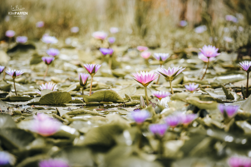 Blue Lotus of the Nile Lily