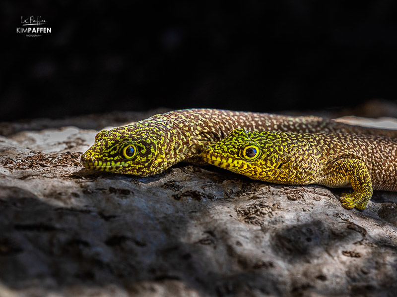 Madagascar Wildlife Photography: Standings Day Geckos in Zombitse