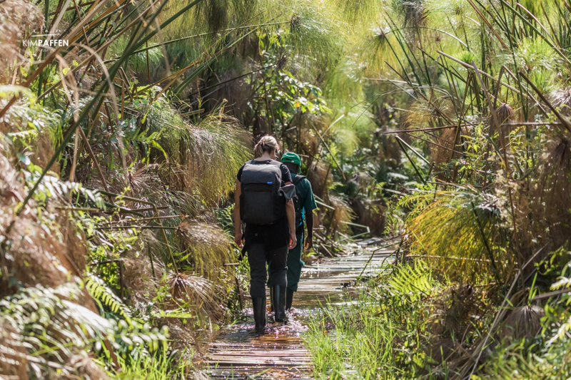 Bigodi Wetland Sanctuary protecting the Magombe Swamp