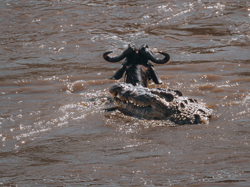 Crocodile attacks Wildebeest during mara river crossing