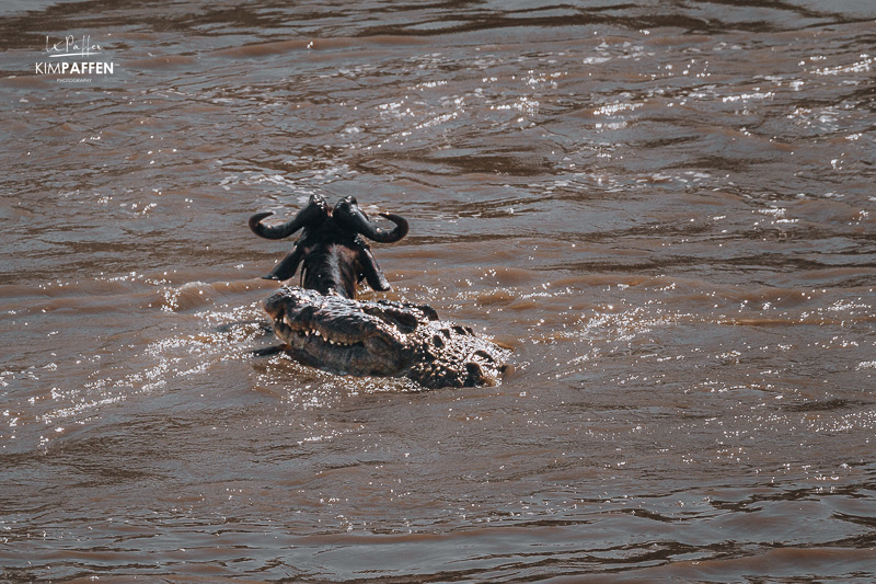 Crocodile attacks Wildebeest Mara River Great Migration