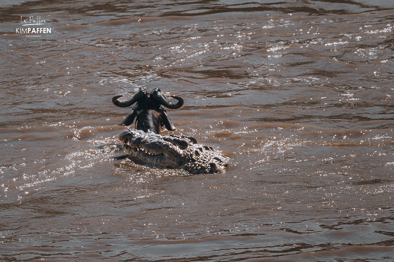 Crocodile attacks Wildebeest during mara river crossing