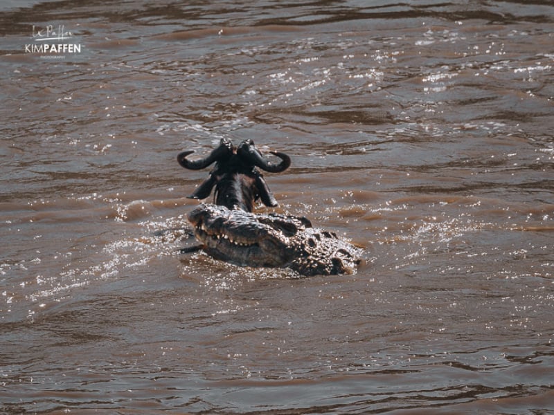 Crocodile attacks Wildebeest Mara River Great Migration