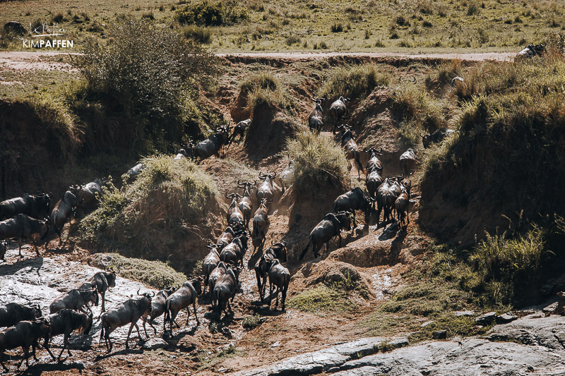 Great Wildebeest Migration Mara River Crossing
