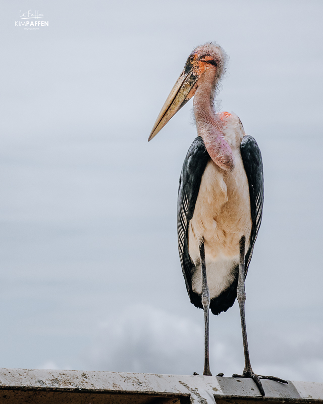 Marabou Stork belongs to the ugliest five animals of Africa