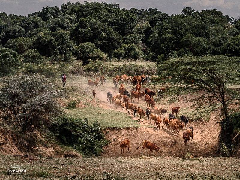 maasai livestock and cattle grazing at mara conservancies