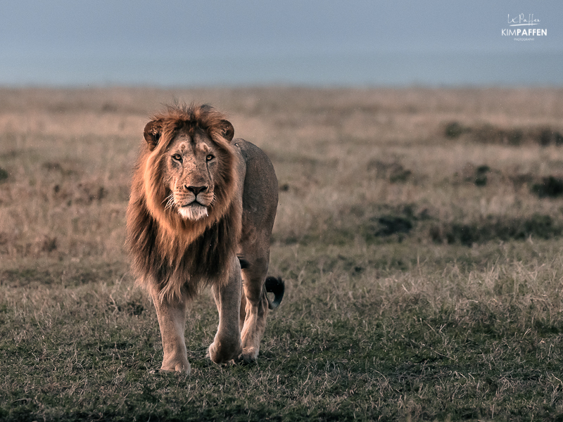 Spot the Big Five on Safari in the Maasai Mara National Reserve