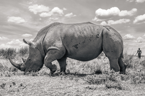 masai mara rhino conservation