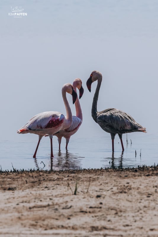 Rare Black Flamingo captured by Wildlife Photographer Kim Paffen