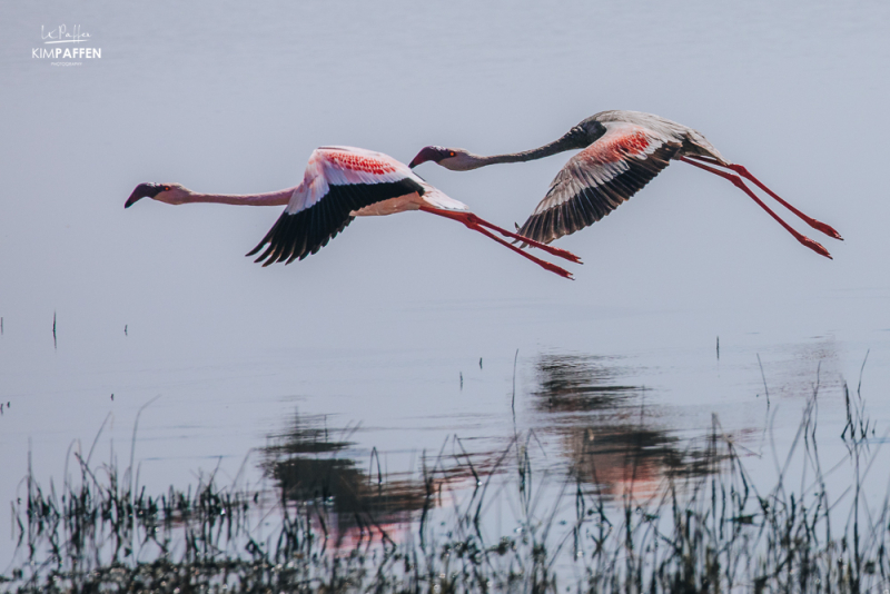 Melanistic Flamingo in Flight Chrissiesmeer