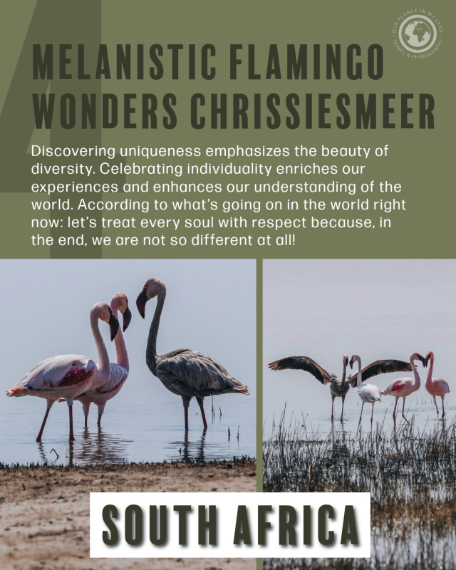 Lessons from a Melanistic Flamingo in Chrissiesmeer South Africa